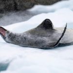 Carbon-Neutral Cruises: Sail to Antarctica Without the Climate Guilt